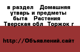  в раздел : Домашняя утварь и предметы быта » Растения . Тверская обл.,Торжок г.